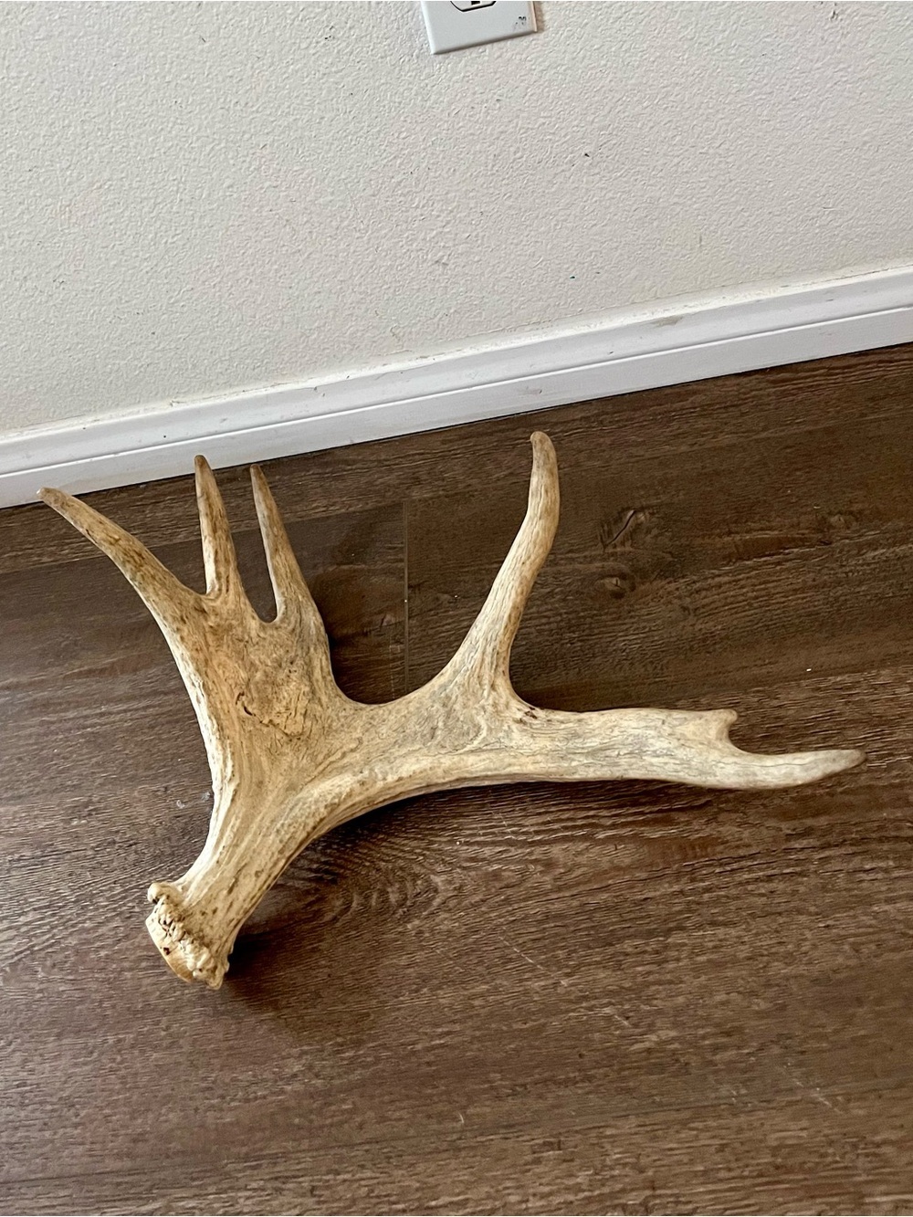 Natural Deer Antler Wall Accent - Cream Decorative Trophy